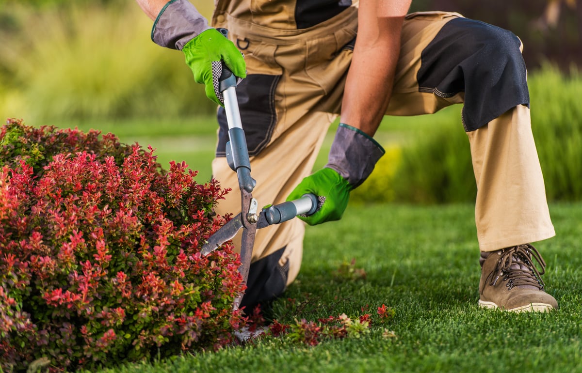 Gardner Trimming the Plants in the Garden